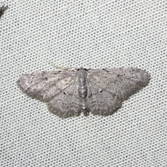 Idaea violacearia
