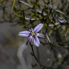 Thysanotus manglesianus