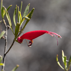 Eremophila decipiens