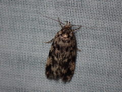 Barea codrella