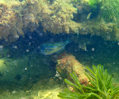 Meuschenia hippocrepis