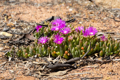 Disphyma crassifolium