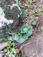 Umbilicus intermedius