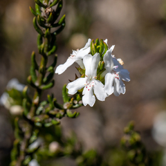 Westringia fruticosa