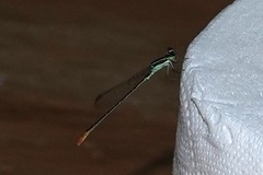 Agriocnemis femina