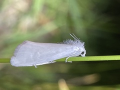 Tipanaea