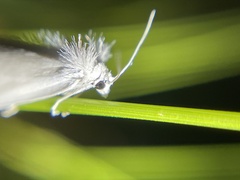 Tipanaea