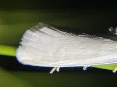 Tipanaea