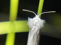 Tipanaea