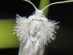 Tipanaea