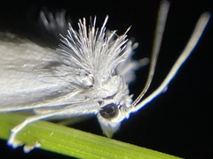 Tipanaea