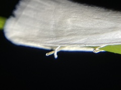Tipanaea