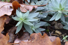 Linaria genistifolia