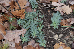 Linaria genistifolia