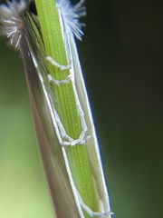 Tipanaea