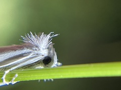 Tipanaea