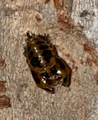 Harmonia axyridis