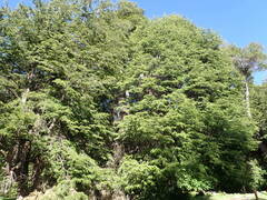 Nothofagus dombeyi