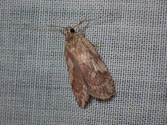 Oligoloba severa