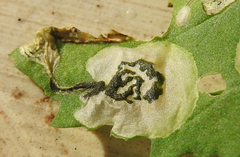 Chrysoesthia sexguttella