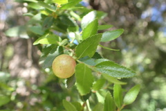 Nothofagus dombeyi