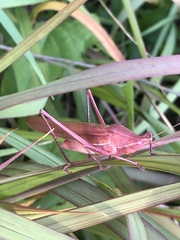 Euconocephalus varius
