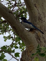 Aphelocoma californica