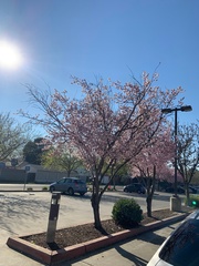 Aphelocoma californica