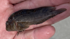 Hypleurochilus geminatus