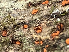 Amphilogia gyrosa