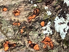 Amphilogia gyrosa