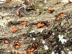 Amphilogia gyrosa