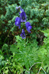 Aconitum tauricum