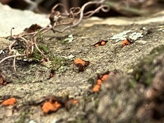 Amphilogia gyrosa
