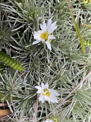 Celmisia sessiliflora