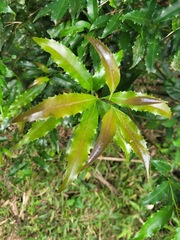 Helicia cochinchinensis