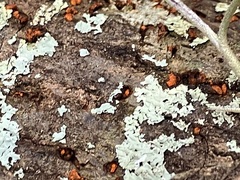 Amphilogia gyrosa