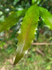 Helicia cochinchinensis