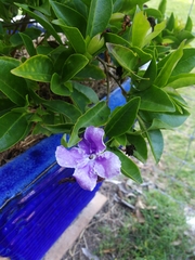 Brunfelsia pauciflora