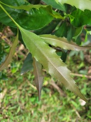 Helicia cochinchinensis