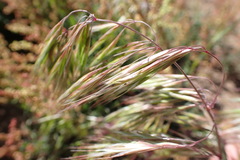 Bromus tectorum