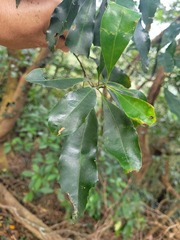 Helicia cochinchinensis