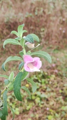 Pedaliaceae