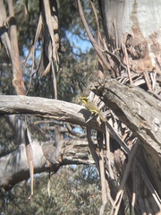 Lichenostomus melanops