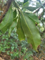 Helicia cochinchinensis