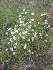 Symphyotrichum × salignum