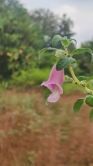 Pedaliaceae