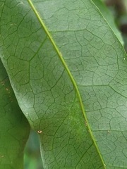 Helicia cochinchinensis