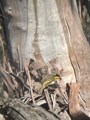 Lichenostomus melanops