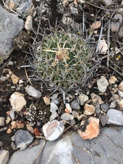 Echinofossulocactus dichroacanthus